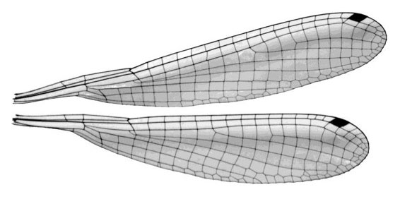 Family Platycnemididae figure 23