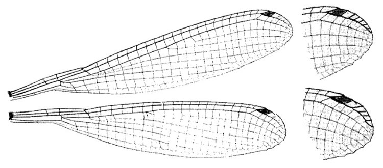 Family Platycnemididae figure 18