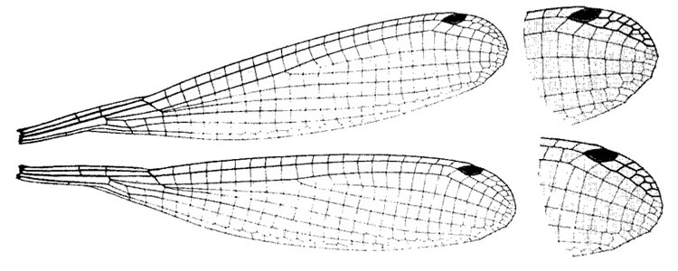 Family Platycnemididae figure 19
