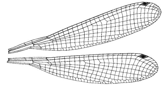 Family Platycnemididae figure 24