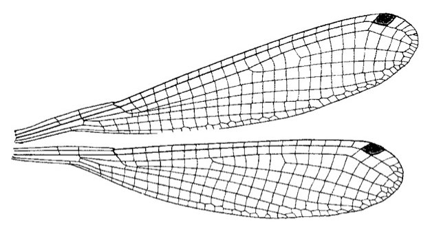 Family Platycnemididae figure 26