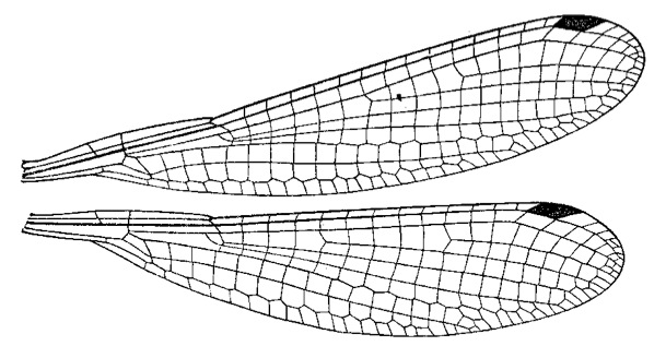 Family Platycnemididae figure 43
