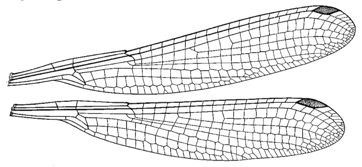 Family Platycnemididae figure 45