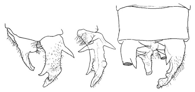 Family Platycnemididae figure 34