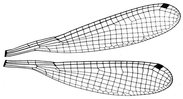 Family Platycnemididae figure 28