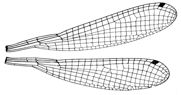 Family Platycnemididae figure 29