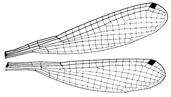 Family Platycnemididae figure 20