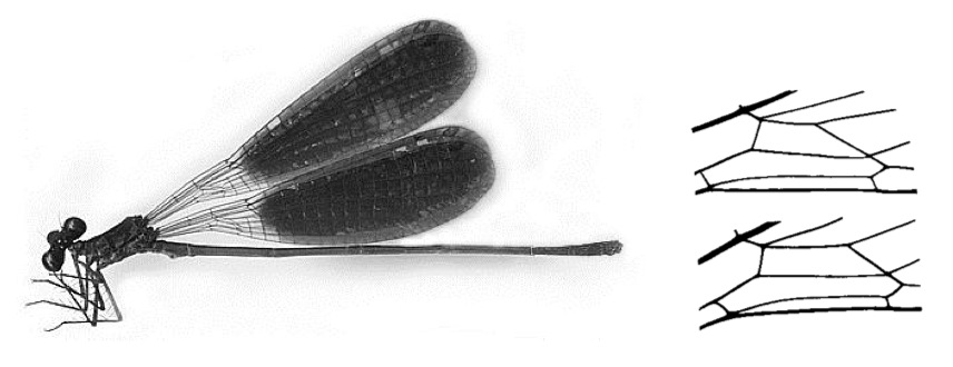 Family Platycnemididae figure 35