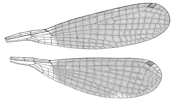 Family Platycnemididae figure 4