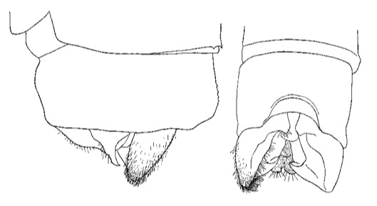 Family Platycnemididae figure 36