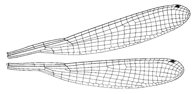 Family Platycnemididae figure 25