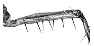 Family Platycnemididae figure 10