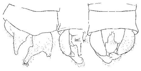Family Platycnemididae figure 11