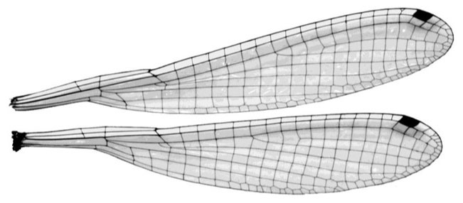 Family Platycnemididae figure 27