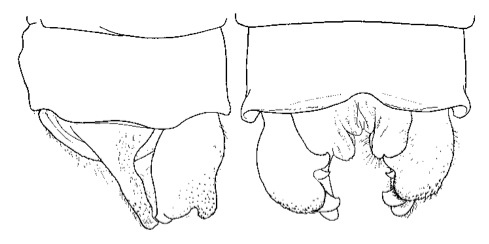 Family Platycnemididae figure 46