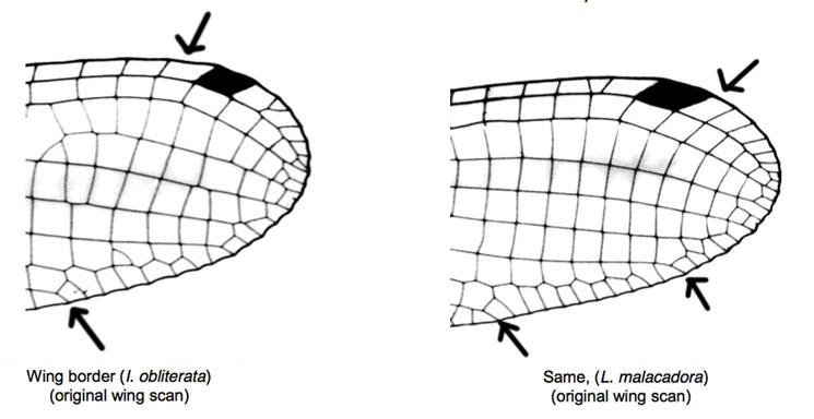 Family Platycnemididae figure 7