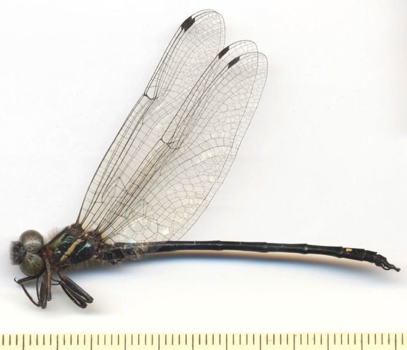 Family Synthemistidae figure 1