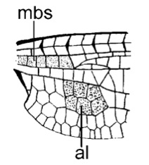 Family Synthemistidae figure 2