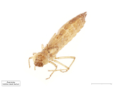 Anax junius