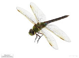 Anax junius