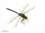 Anax junius