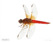 Libellula croceipennis