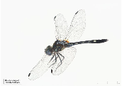 Micrathyria hagenii