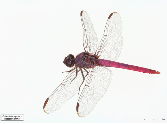 Orthemis ferruginea