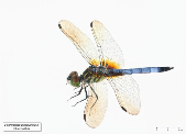 Pachydiplax longipennis