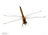 Pantala flavescens