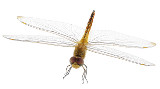 Pantala flavescens