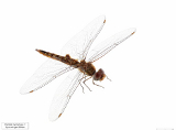Pantala hymenaea