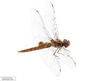Pantala hymenaea