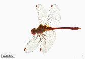 Sympetrum vicinum