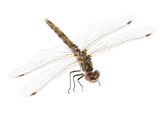 Sympetrum corruptum