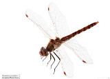 Sympetrum corruptum