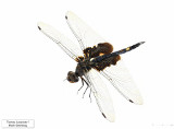 Tramea lacerata