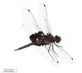 Tramea lacerata